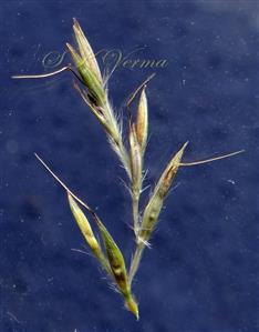  Upper Raceme with all heteromorphic spikelets pairs